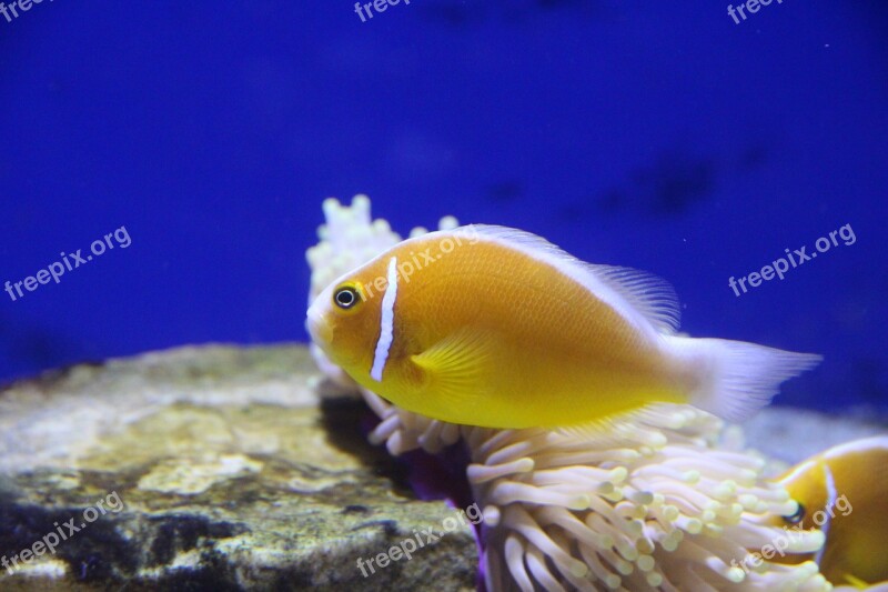 Amfiprion Clown Fish Pink Clown Fish Aquarium