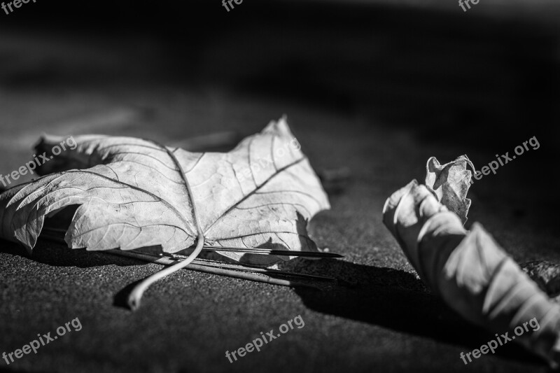 Foliage Ground Abstract Black And White Fallen Leaves