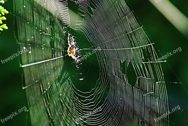 Web Spider Sun Crusader Garden