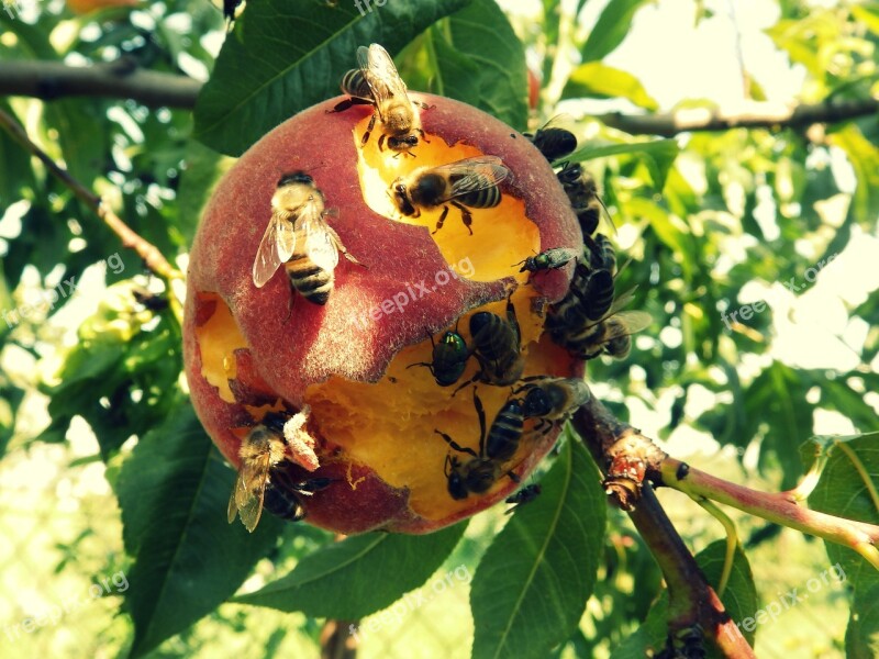 Peach The Bees Nature Animal Insect