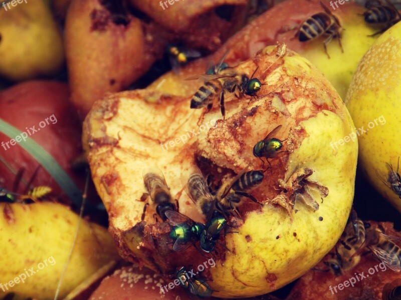 Pear Insect Nature Macro Bee