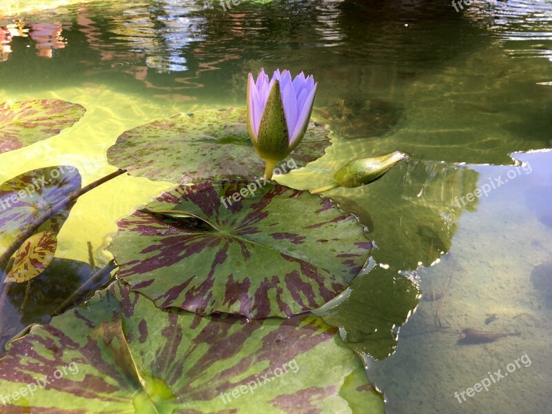 Waterlily Bloom Monet Pond Sunlight