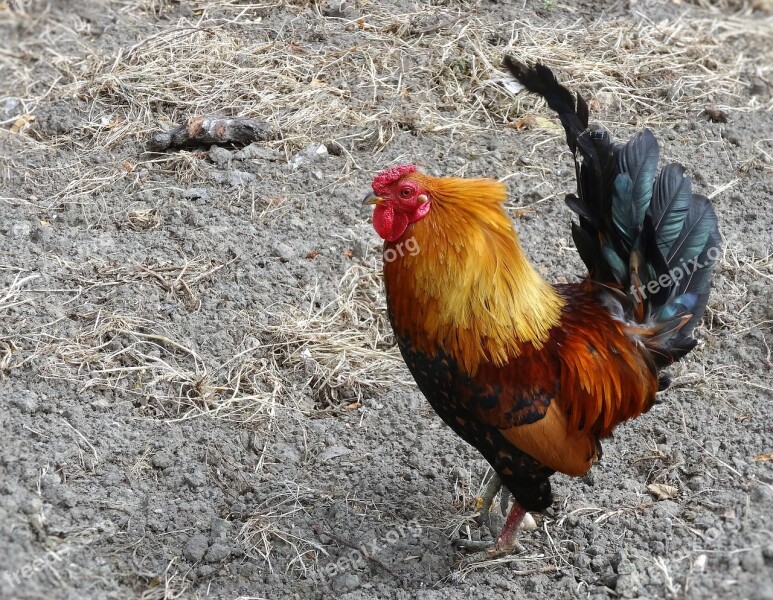 Rooster Farm Bird Chicken Agriculture