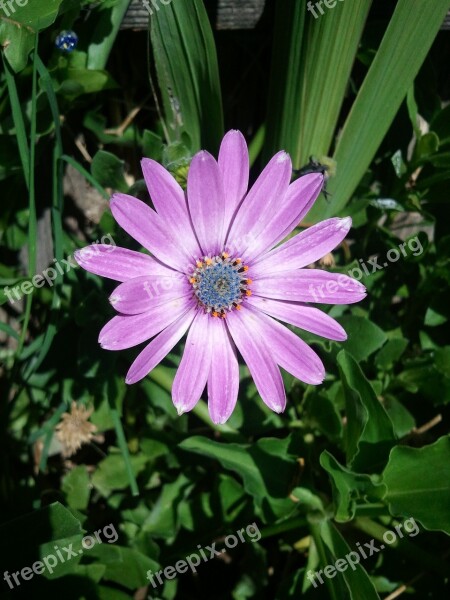 Osteospermum Nature Flower Lilac Violet