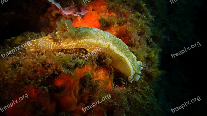 Slug Ocean Diving Free Photos