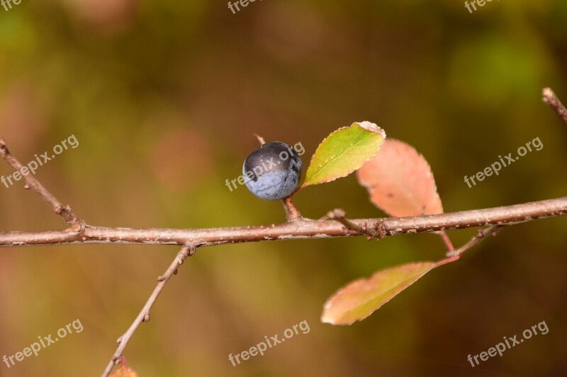 Blackthorn Prunus Spinosa Schlehendorn Schlehe Heckendorn