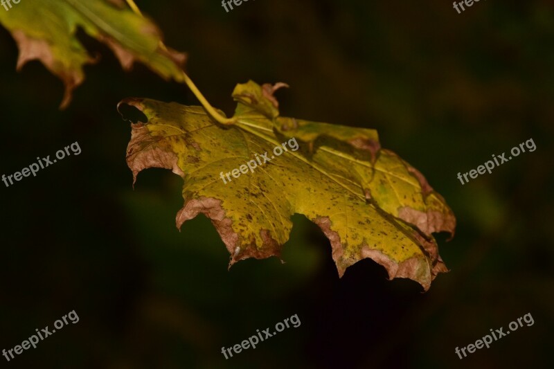 Autumn Fall Foliage Leaves Wet October