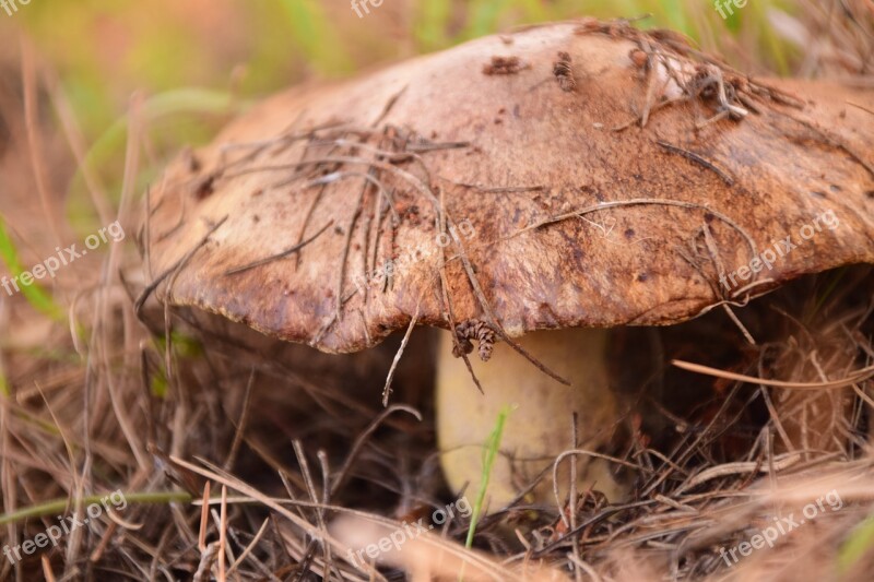 Mushroom Forest Floor Brown Autumn Forest Mushroom