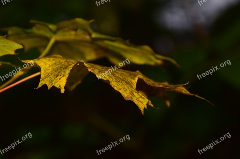 Autumn Fall Foliage Leaves Wet October