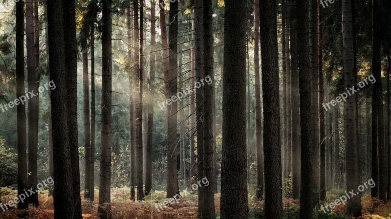 Forest Autumn Sunbeam Sunlight Sunset