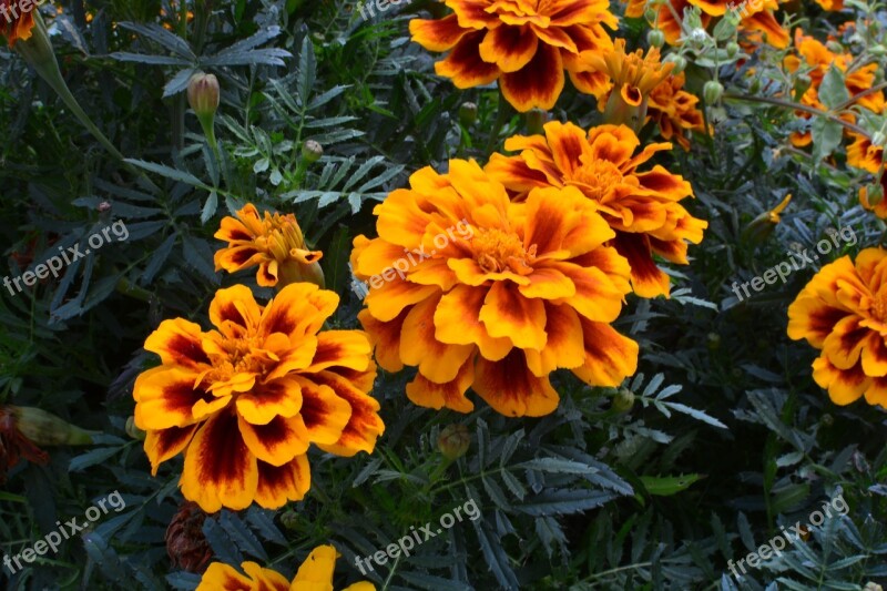 Marigold Flowers Plants Nature Tabitha