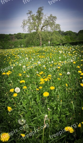 Tree Field Wildflowers Dandelions Yellow