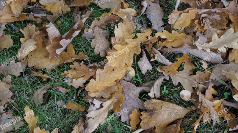 Leaves Texture Fall Foliage Forest Floor Brown