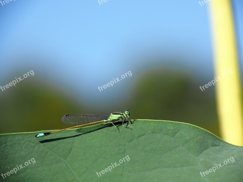 Damselfly Green Leaves Little Dragonfly Green Free Photos