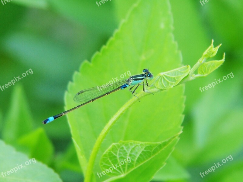 Damselfly Green Leaves Little Dragonfly Blue Free Photos