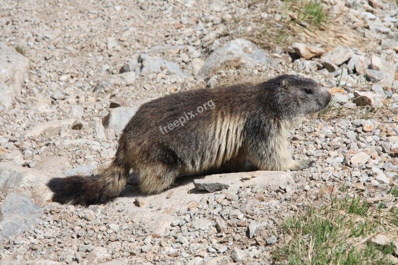 Marmot Alps Alpine Marmot Animal Wild Animals