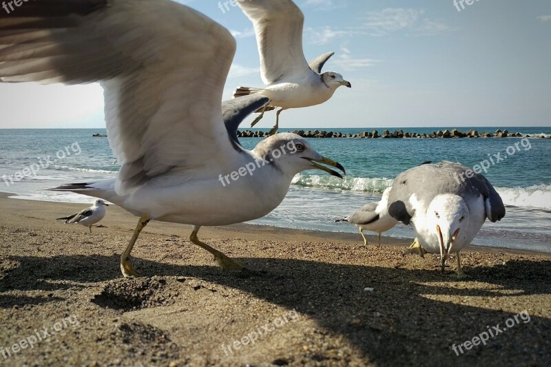 Sea Beach Sky Sea Gull Seagull