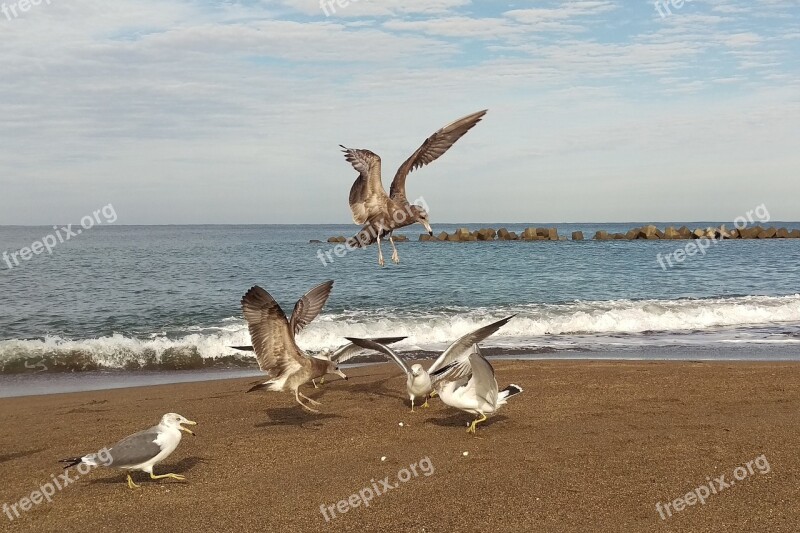 Sea Beach Sky Sea Gull Seagull