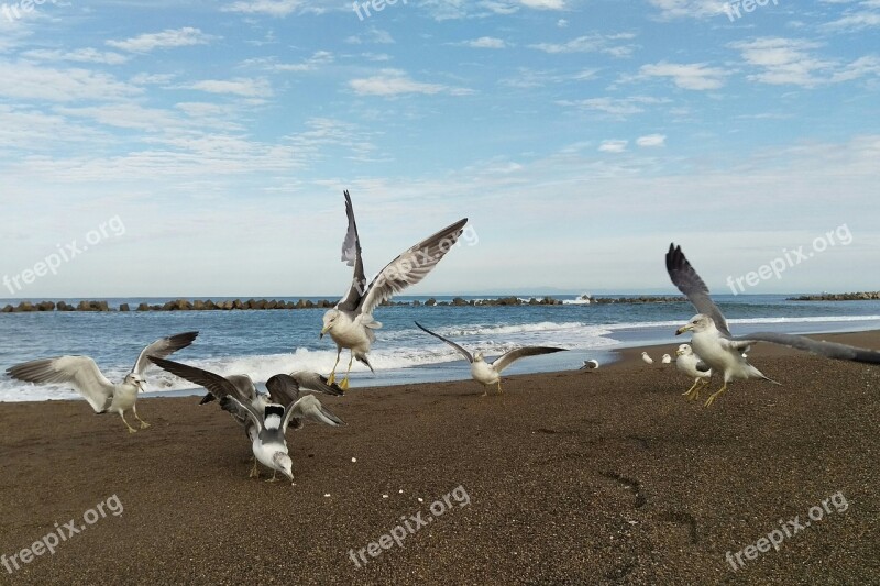 Sea Beach Sky Sea Gull Birds Of The Sea