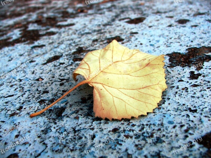 Autumn Colours Leaf Fall Color Colorful Leaf Macro