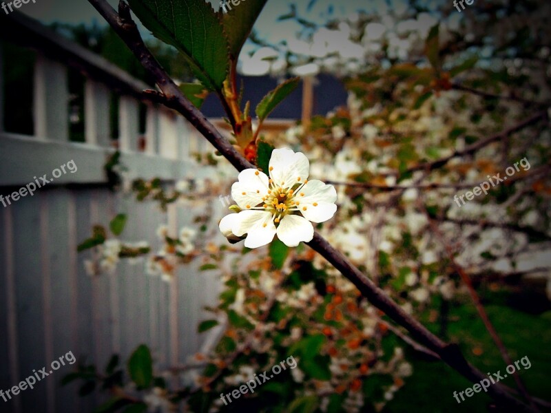 Apple Blossom Apple Tree Flower Branch Apple