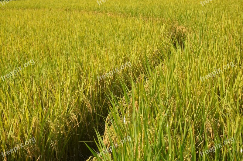 Rice Autumn Mature Field Path