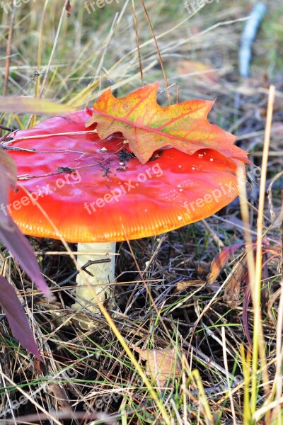 Amanita Red Mushroom Autumn Falling Leaves