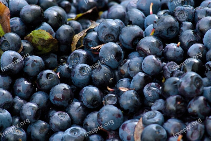 Blueberries Fruits Forest Macro Berry