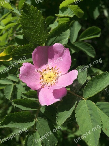 Wild Rose Flower Pink Flower Wild Flower Grand Teton National Park