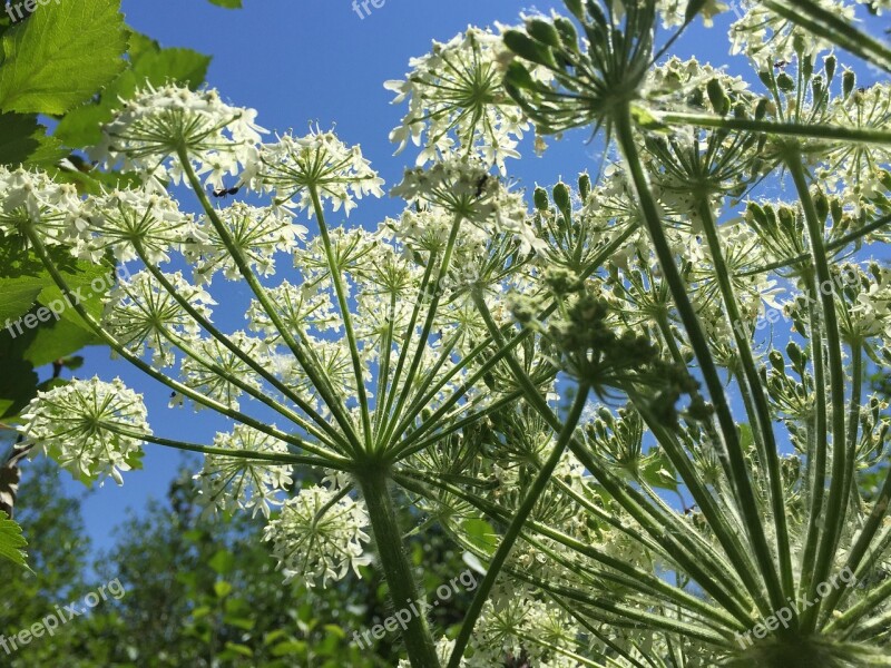 Cow Parsnip Flowers Umbrelliferae Flowers Against Sky Umbrella Flowers