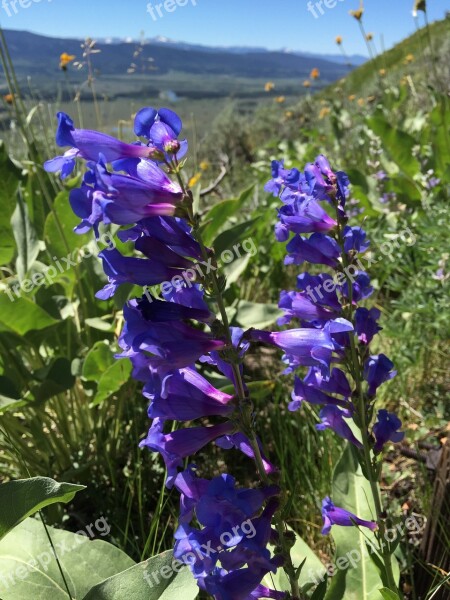 Beardtongue Blue Penstemon Flower Wyoming Jackson Hole