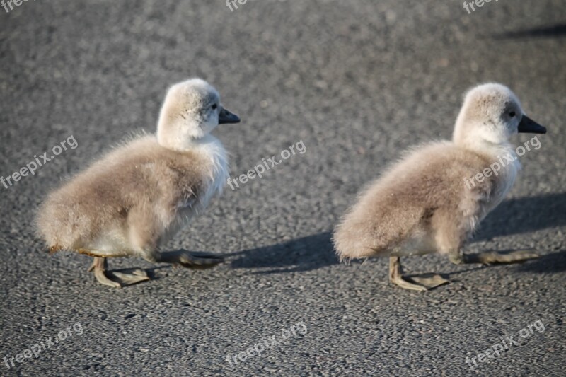 Swan Kücken Chicken Birds Waterfowl Young Birds