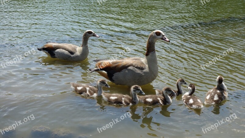 Egyptian Geese Nilgänse Family Parents Lake