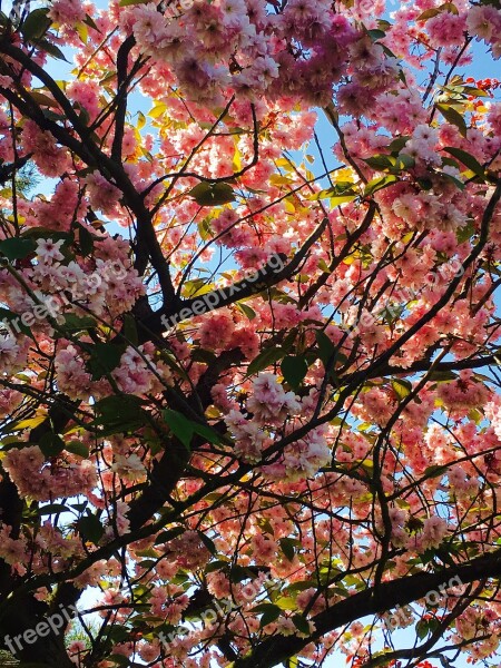 Blossom Bloom Cherry Blossom Japanese Cherry Sky