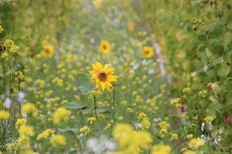 Sunflower Vineyard Autumn Flowers ökoweinberg Sunny