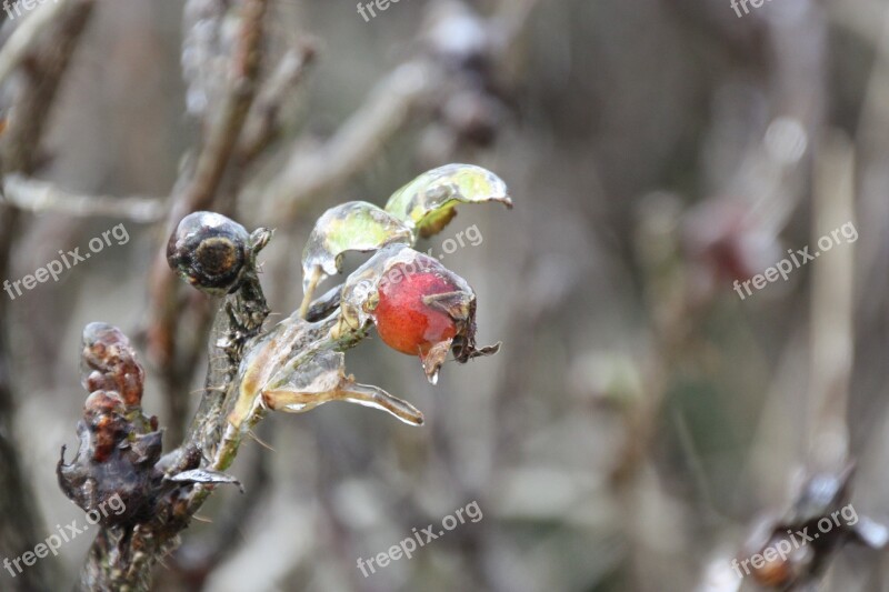 Winter Ice Icicle Frozen Nature