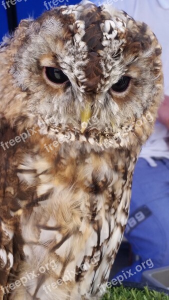 Owl Bird Wildlife Animal Nature