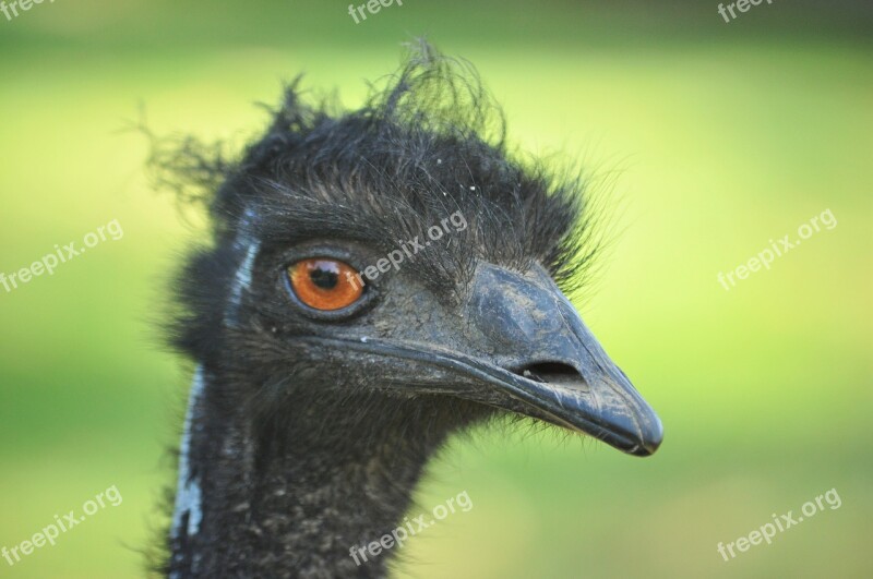 Ostrich Bird Wildlife Nature Wild