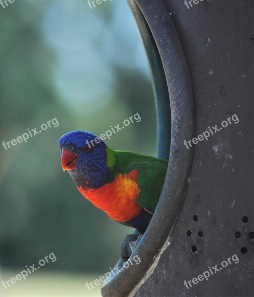 Lorikeet Bird Rainbow Wildlife Colorful