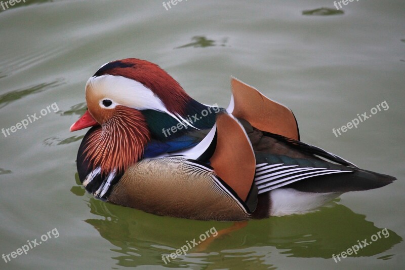 Duck Mandarin Ducks Colorful Bird Water Bird