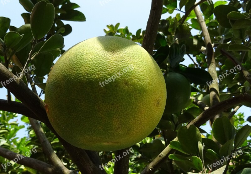 Fruit Grapefruit Ripe Yellow Citrus Paradisi