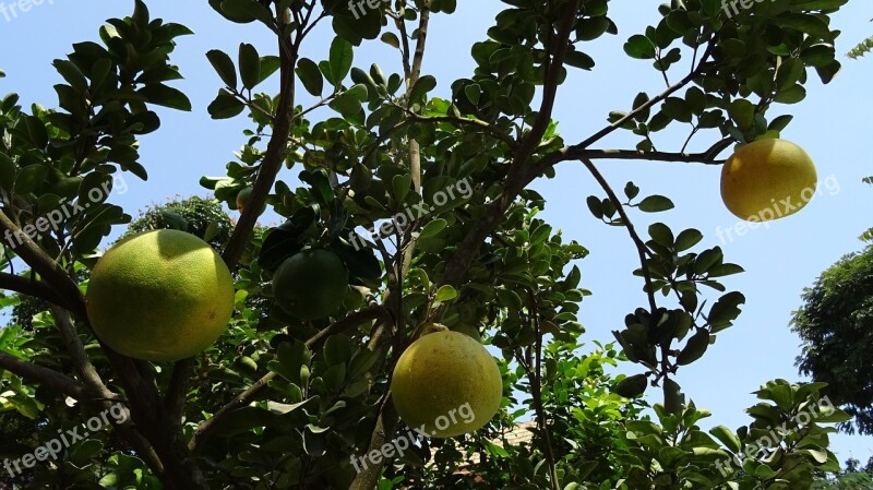 Fruit Grapefruit Ripe Yellow Citrus Paradisi