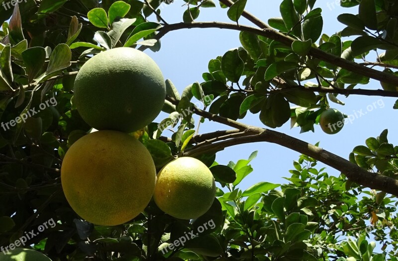 Fruit Grapefruit Ripe Yellow Green