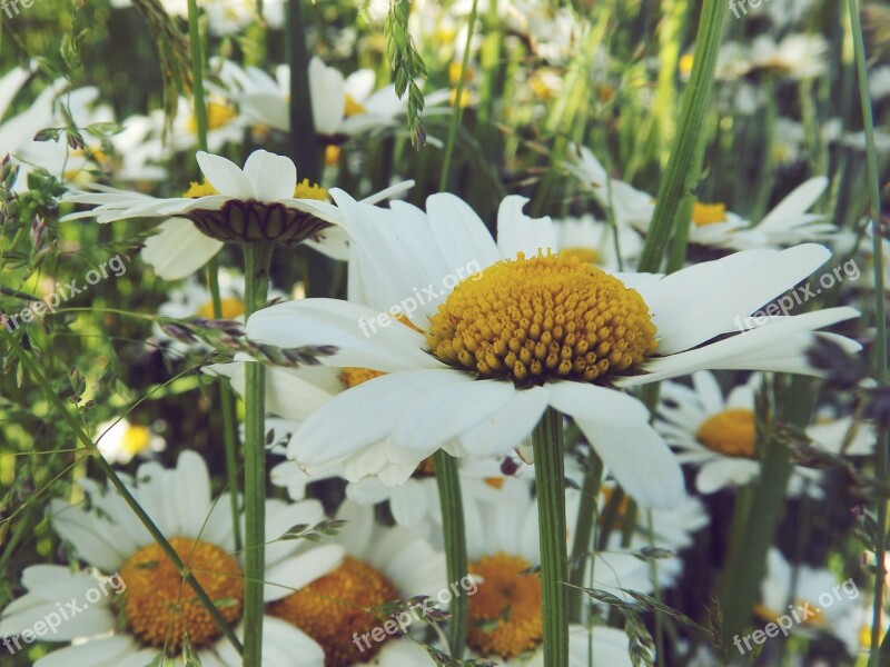 Daisy Nature Grass Flower Summer