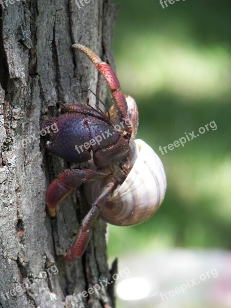 Hermit Crab Crustacean Hermit Crab Shell