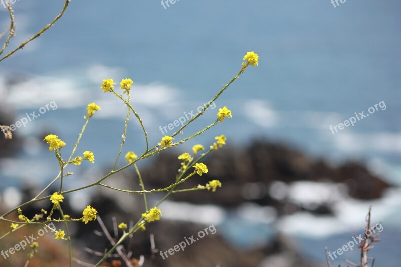 Flowers Yellow Coastal California Herb