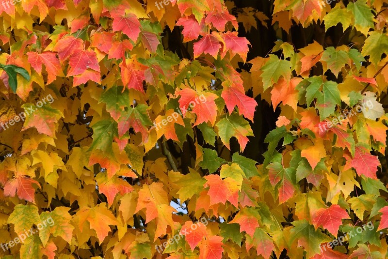 Autumn Colors Leaves Season Nature