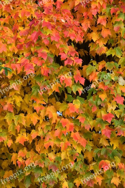 Autumn Colors Leaves Season Nature