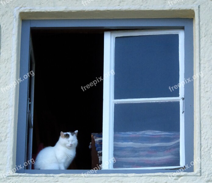 Cat Domestic Cat Window Pet Animal