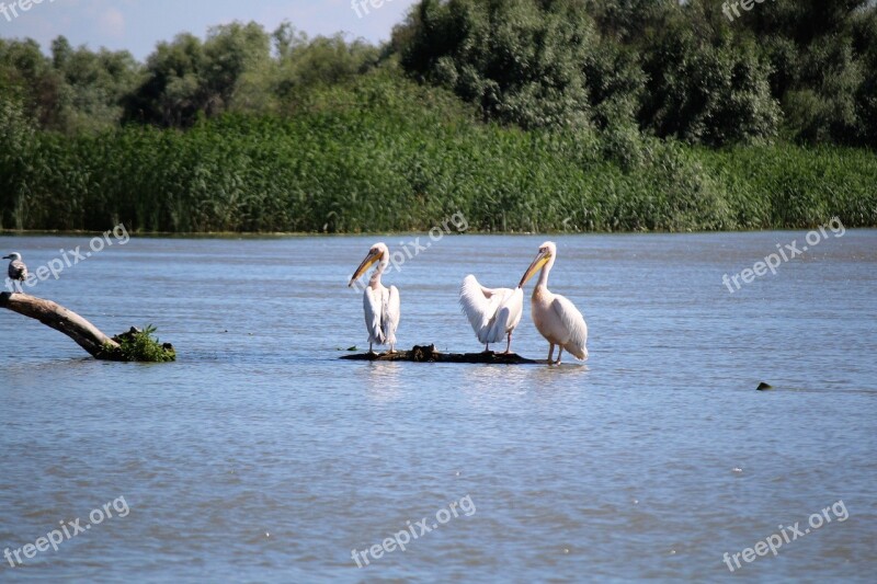 Birds Pelican Nature Water Danube